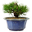 Pinus thunbergii, 16 cm, ca. 15 Jahre alt, mit einem Wurzelansatz von 3 cm