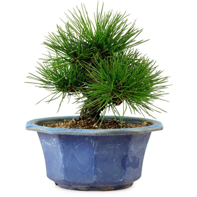 Pinus thunbergii, 16 cm, ± 15 years old, with a nebari of 3 cm