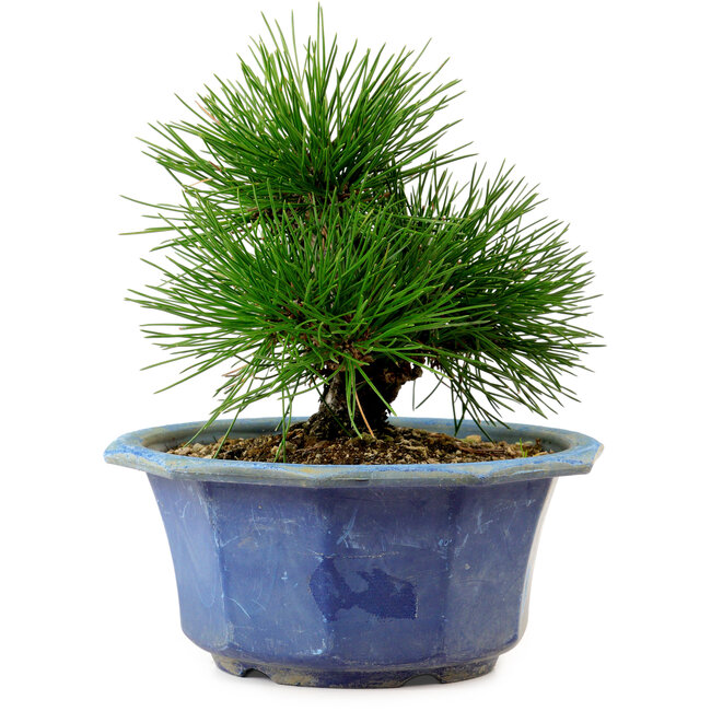 Pinus thunbergii, 16 cm, ± 15 ans, avec un nebari de 3 cm