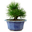 Pinus thunbergii, 16 cm, ± 15 ans, avec un nebari de 3 cm