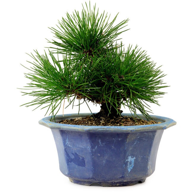 Pinus thunbergii, 16 cm, ± 15 años de edad, con un nebari de 3 cm.