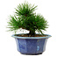 Pinus thunbergii, 16 cm, ± 15 years old, with a nebari of 3 cm