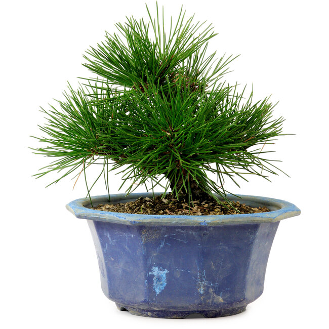 Pinus thunbergii, 16 cm, ± 15 ans, avec un nebari de 3 cm