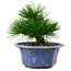 Pinus thunbergii, 16 cm, ca. 15 Jahre alt, mit einem Wurzelansatz von 3 cm