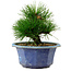 Pinus thunbergii, 16 cm, ± 15 ans, avec un nebari de 3 cm