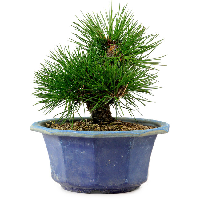 Pinus thunbergii, 16 cm, ± 15 years old, with a nebari of 3 cm