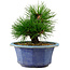 Pinus thunbergii, 16 cm, ± 15 jaar oud, met een nebari van 3 cm