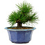 Pinus thunbergii, 16 cm, ± 15 años de edad, con un nebari de 3 cm.