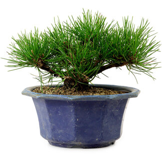 Pinus thunbergii, 16 cm, ± 15 años de edad