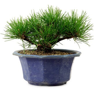 Pinus thunbergii, 16 cm, ± 15 years old