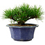 Pinus thunbergii, 16 cm, ca. 15 Jahre alt, mit einem Wurzelansatz von 3 cm