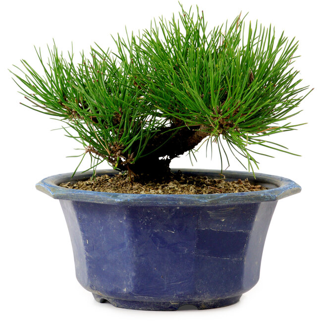 Pinus thunbergii, 16 cm, ± 15 anni, con nebari di 3 cm