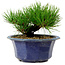 Pinus thunbergii, 16 cm, ca. 15 Jahre alt, mit einem Wurzelansatz von 3 cm