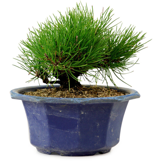 Pinus thunbergii, 16 cm, ± 15 ans, avec un nebari de 3 cm