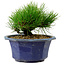 Pinus thunbergii, 16 cm, ca. 15 Jahre alt, mit einem Wurzelansatz von 3 cm
