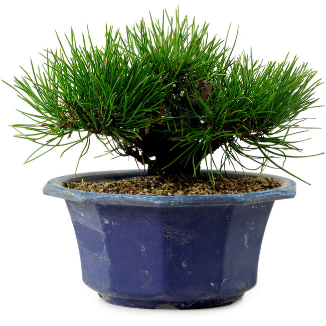 Pinus thunbergii, 16 cm, ca. 15 Jahre alt, mit einem Wurzelansatz von 3 cm