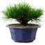 Pinus thunbergii, 16 cm, ± 15 ans, avec un nebari de 3 cm
