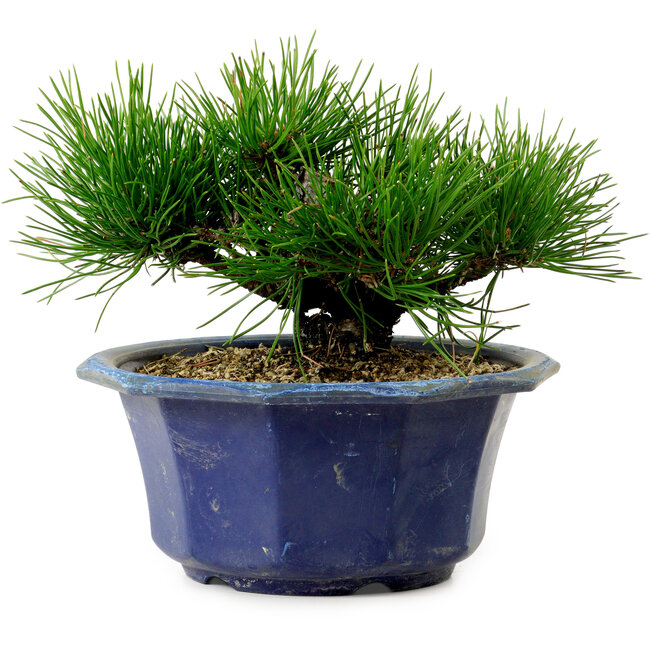 Pinus thunbergii, 16 cm, ± 15 años de edad, con un nebari de 3 cm.