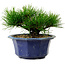 Pinus thunbergii, 16 cm, ± 15 years old, with a nebari of 3 cm