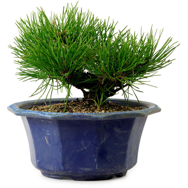 Pinus thunbergii, 16 cm, ± 15 ans, avec un nebari de 3 cm