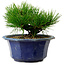 Pinus thunbergii, 16 cm, ± 15 ans, avec un nebari de 3 cm