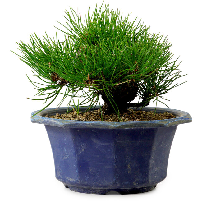 Pinus thunbergii, 16 cm, ± 15 anni, con nebari di 3 cm
