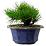 Pinus thunbergii, 16 cm, ± 15 anni, con nebari di 3 cm