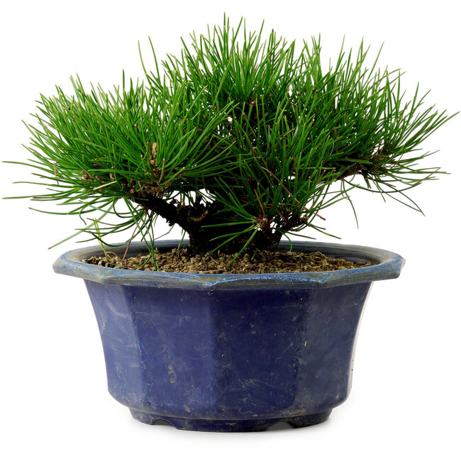 Pinus thunbergii, 16 cm, ± 15 jaar oud, met een nebari van 3 cm