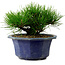 Pinus thunbergii, 16 cm, ca. 15 Jahre alt, mit einem Wurzelansatz von 3 cm