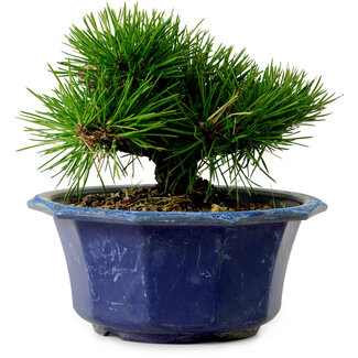 Pinus thunbergii, 16 cm, ± 15 años de edad