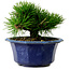 Pinus thunbergii, 16 cm, ca. 15 Jahre alt, mit einem Wurzelansatz von 3 cm