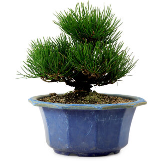 Pinus thunbergii, 16 cm, ± 15 years old