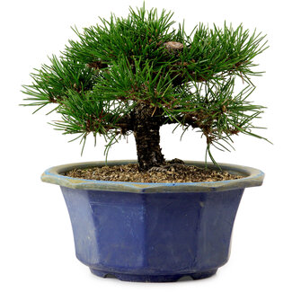 Pinus thunbergii, 16 cm, ± 15 years old