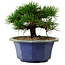 Pinus thunbergii, 16 cm, ± 15 años de edad, con un nebari de 3 cm.