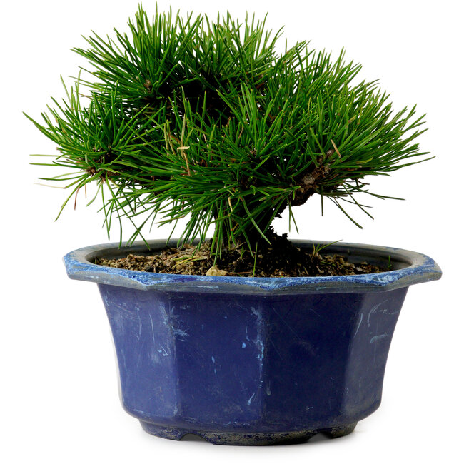 Pinus thunbergii, 16 cm, ± 15 years old, with a nebari of 3 cm