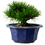 Pinus thunbergii, 16 cm, ± 15 años de edad, con un nebari de 3 cm.