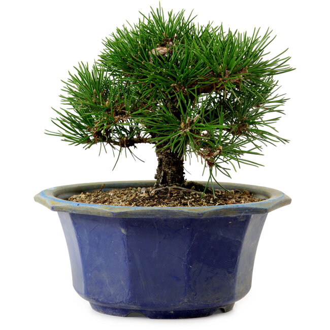 Pinus thunbergii, 16 cm, ca. 15 Jahre alt, mit einem Wurzelansatz von 3 cm