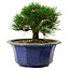 Pinus thunbergii, 16 cm, ± 15 anni, con nebari di 3 cm