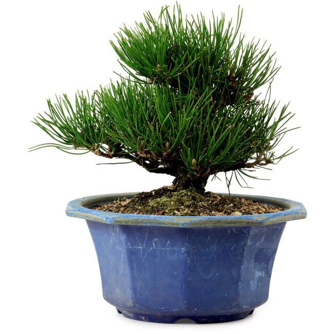 Pinus thunbergii, 16 cm, ± 15 años de edad, con un nebari de 3 cm.