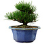 Pinus thunbergii, 16 cm, ± 15 ans, avec un nebari de 3 cm