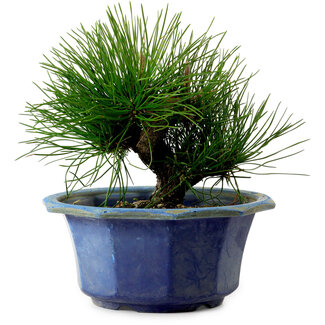 Pinus thunbergii, 16 cm, ± 15 años de edad