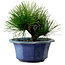 Pinus thunbergii, 16 cm, ± 15 years old, with a nebari of 3 cm