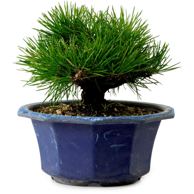 Pinus thunbergii, 16 cm, ± 15 years old, with a nebari of 3 cm