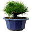 Pinus thunbergii, 16 cm, ca. 15 Jahre alt, mit einem Wurzelansatz von 3 cm