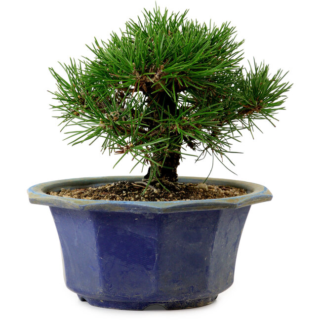 Pinus thunbergii, 16 cm, ± 15 jaar oud, met een nebari van 3 cm