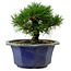 Pinus thunbergii, 16 cm, ± 15 anni, con nebari di 3 cm