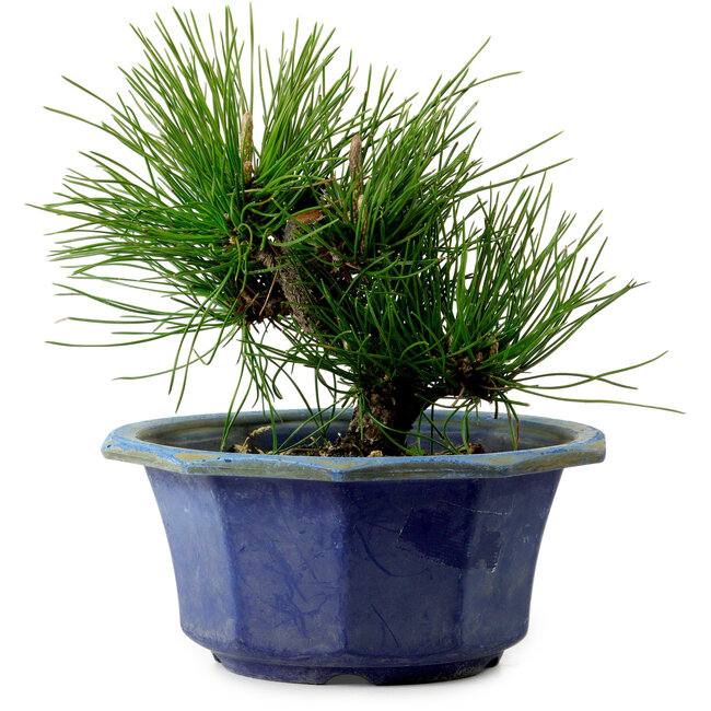 Pinus thunbergii, 16 cm, ± 15 ans, avec un nebari de 3 cm