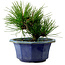 Pinus thunbergii, 16 cm, ± 15 ans, avec un nebari de 3 cm