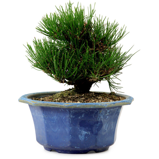 Pinus thunbergii, 16 cm, ± 15 años de edad, con un nebari de 3 cm.