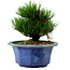 Pinus thunbergii, 16 cm, ± 15 ans, avec un nebari de 3 cm